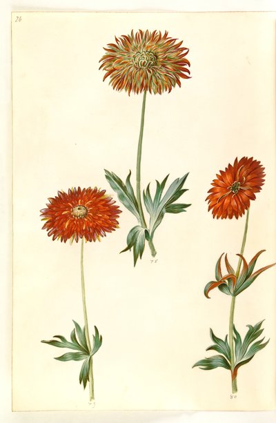 Zawilec ×fulgens (błyszczący zawilec) autorstwa Hans Simon Holtzbecker