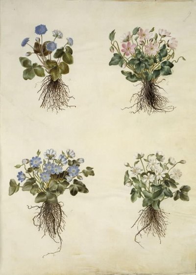 Anemone hepatica (niebieski zawilec) autorstwa Hans Simon Holtzbecker