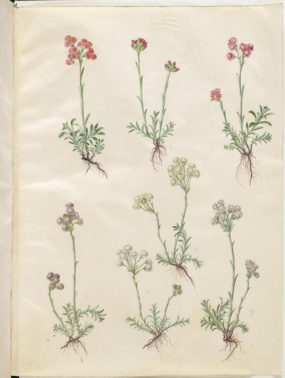 Antennaria dioica (zwykła kocia łapa) autorstwa Hans Simon Holtzbecker