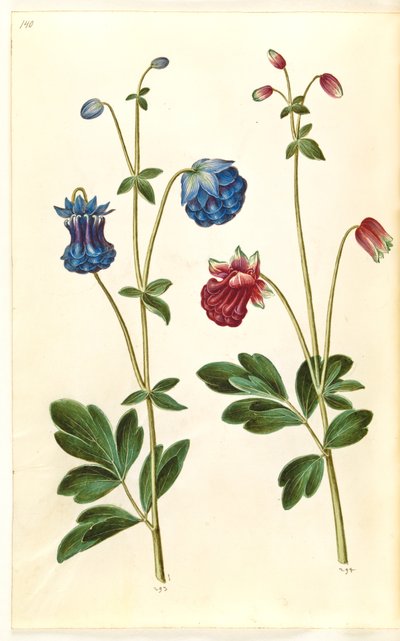 Aquilegia vulgaris (pospolity orlik) autorstwa Hans Simon Holtzbecker