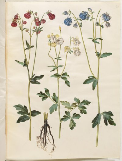 Aquilegia vulgaris (pospolity orlik) autorstwa Hans Simon Holtzbecker