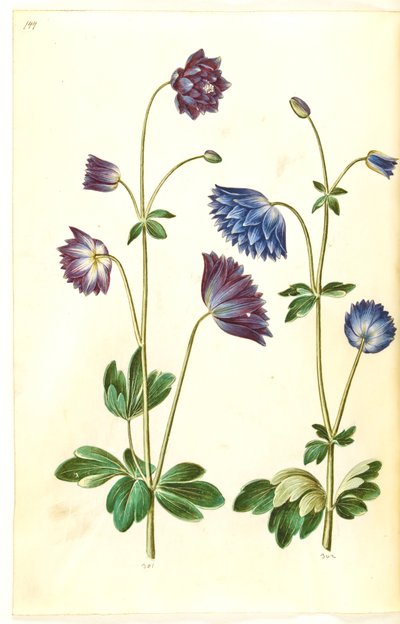 Aquilegia vulgaris (pospolity orlik) autorstwa Hans Simon Holtzbecker