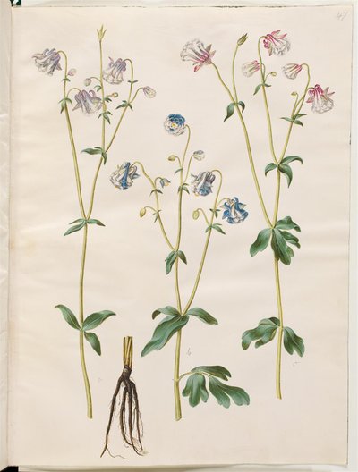 Aquilegia vulgaris (pospolity orlik) autorstwa Hans Simon Holtzbecker