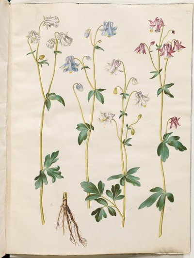 Aquilegia vulgaris (pospolity orlik) autorstwa Hans Simon Holtzbecker