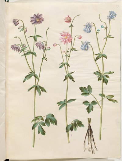 Aquilegia vulgaris (pospolity orlik) autorstwa Hans Simon Holtzbecker