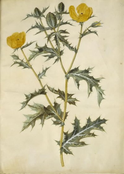 Argemone mexicana (meksykański mak kłujący) autorstwa Hans Simon Holtzbecker