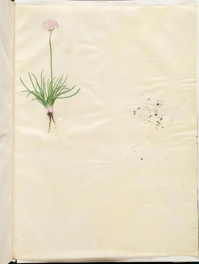 Armeria maritima (pospolita angielska trawa) autorstwa Hans Simon Holtzbecker