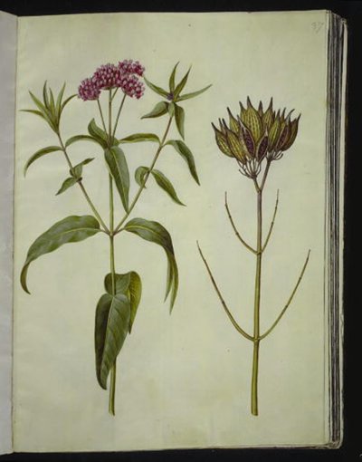 Asclepias incarnata (róża-silkeplante) autorstwa Hans Simon Holtzbecker