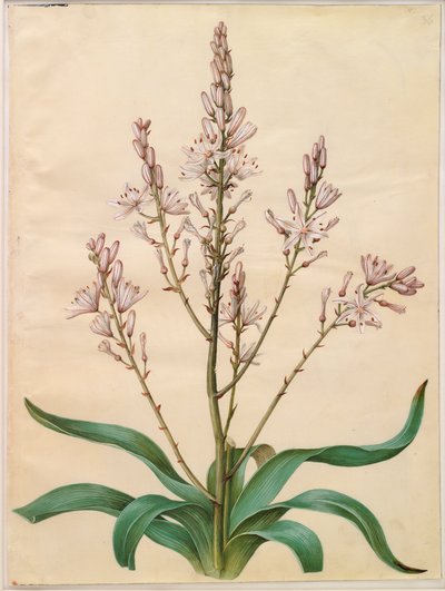 Asphodelus ramosus autorstwa Hans Simon Holtzbecker