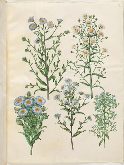 Aster amellus (astry dziewicze); Symphyotrichum novi-Belgii (astry nybelgiskie); Nowoangielski Symphyotrichum (astry nowoangielskie); Symphyotrichum dumosum (Pude-astry); Symphyotrichum ericoides (lingastry) autorstwa Hans Simon Holtzbecker