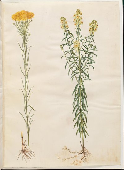 Aster linozyris (astry złotowłose); Linaria vulgaris (dorsz pospolity) autorstwa Hans Simon Holtzbecker
