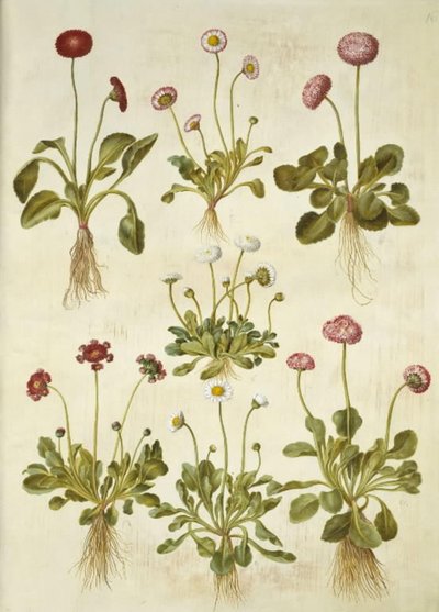 Wieczne wojny autorstwa Hans Simon Holtzbecker