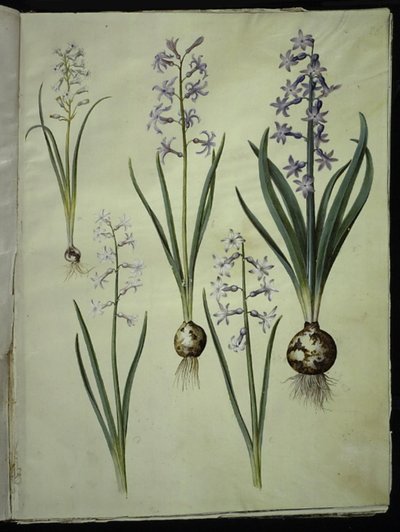 Brimeura amethystina (niebieski pirenejski); Hiacynt orientalny (hiacynt almindelig) autorstwa Hans Simon Holtzbecker