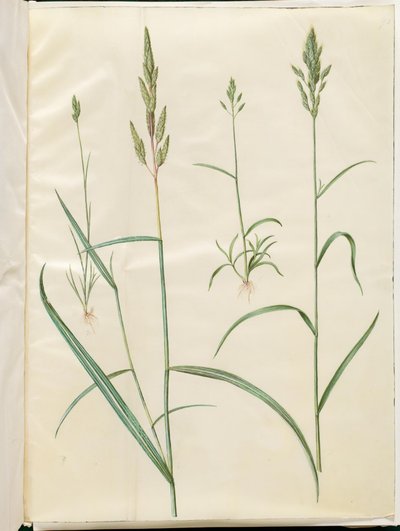 jęczmień bromus (blod hejre); Phalaris arundinacea autorstwa Hans Simon Holtzbecker