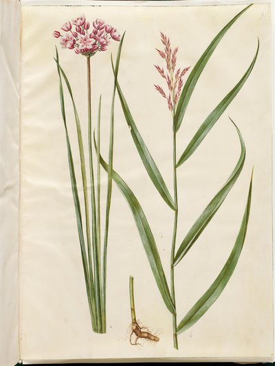 Butomus umbellatus (świeca panny młodej); Phragmites australis (trzcina pospolita) autorstwa Hans Simon Holtzbecker
