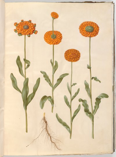 Calendula officinalis (nagietek ogrodowy) autorstwa Hans Simon Holtzbecker