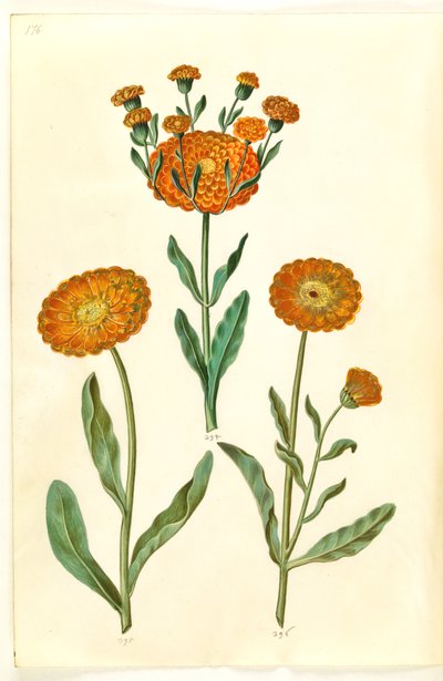 Calendula officinalis (nagietek ogrodowy) autorstwa Hans Simon Holtzbecker