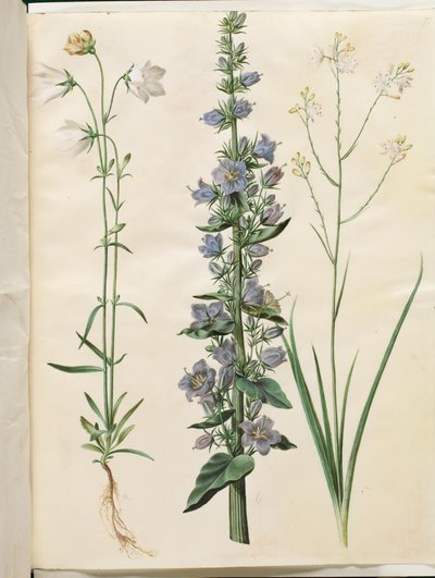 Campanula persicifolia (kloke o małym ostrzu); Dzwon piramidalny (piramide-klokke); Anthericum ramosum (grenet edderkopurt) autorstwa Hans Simon Holtzbecker