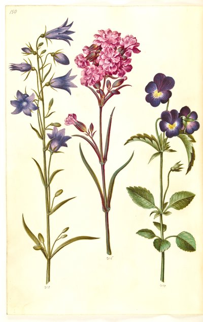 Campanula rotundifolia (dzwonek); Silene viscaria (ząbek smoły zwyczajnej); Viola tricolor (bratek pospolity) autorstwa Hans Simon Holtzbecker