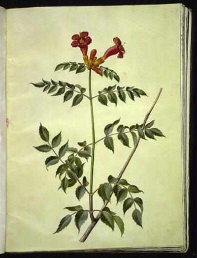 Campsis radicans (kwiat trąbkowy) autorstwa Hans Simon Holtzbecker