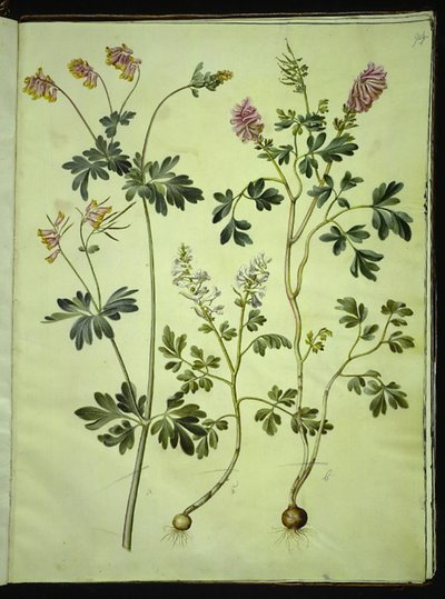 Capnoides sempervirens (arlekin); Corydalis solida (ostróżka długołodyniowa) autorstwa Hans Simon Holtzbecker