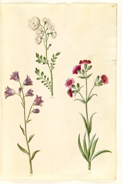 Cardamine pratensis (rzeżucha łąkowa); Campanula rotundifolia (?) (dzwonek cierpienia); Silene vulgaris (?) (ćma pęcherzowa) autorstwa Hans Simon Holtzbecker