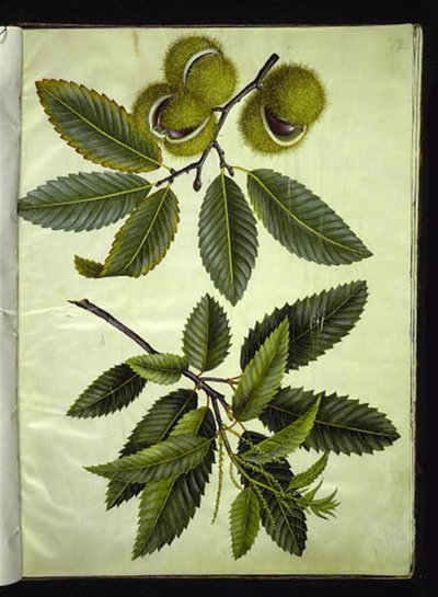 Castanea sativa (prawdziwy kasztan) autorstwa Hans Simon Holtzbecker