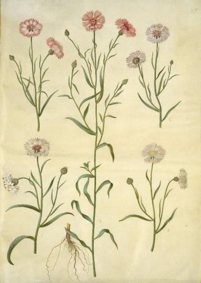 Centaurea cyanus (chaber) autorstwa Hans Simon Holtzbecker