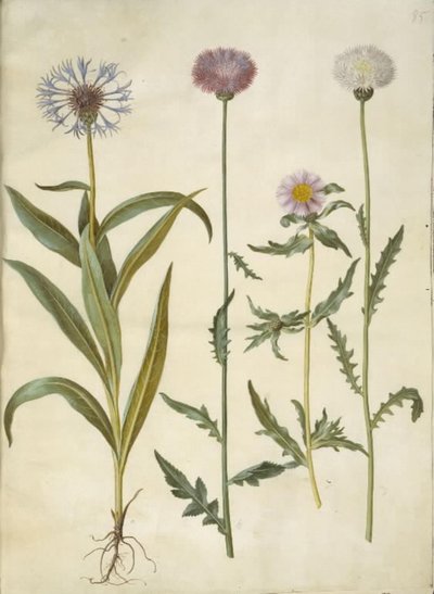 Centaurea montana (węzeł górski); Amberboa moschata (zapach sułtan) autorstwa Hans Simon Holtzbecker