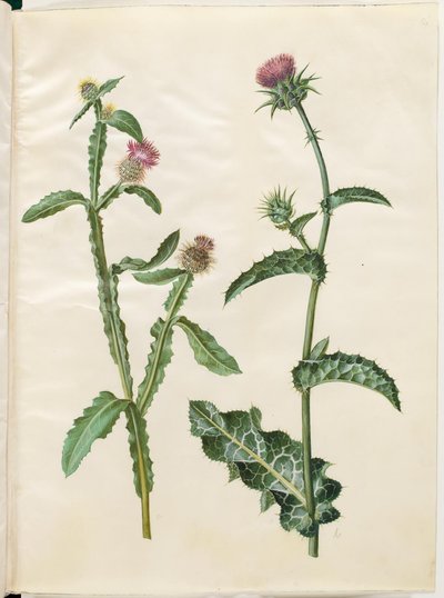 Centaurea seridis; Ostropest plamisty (Ostropest plamisty) autorstwa Hans Simon Holtzbecker