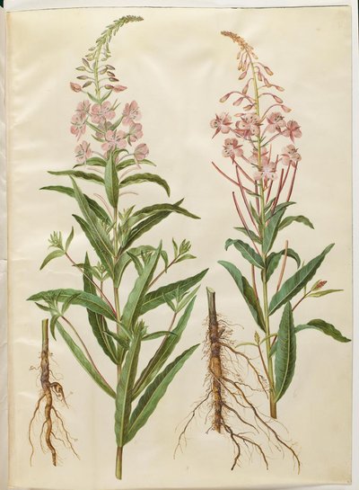 Chamerion angustifolium (smalbladet gederams) autorstwa Hans Simon Holtzbecker