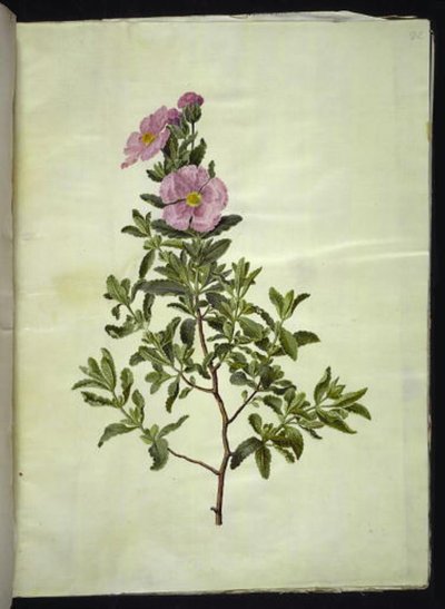 Cistka kredowa (kreta-soløjtræ) autorstwa Hans Simon Holtzbecker