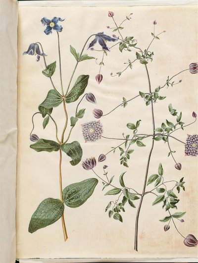 Clematis integrifolia (niebieskie powojniki wieloletnie); Clematis viticella (włoskie pnącze) autorstwa Hans Simon Holtzbecker