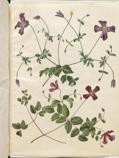 Clematis viticella (włoski skovranke) autorstwa Hans Simon Holtzbecker