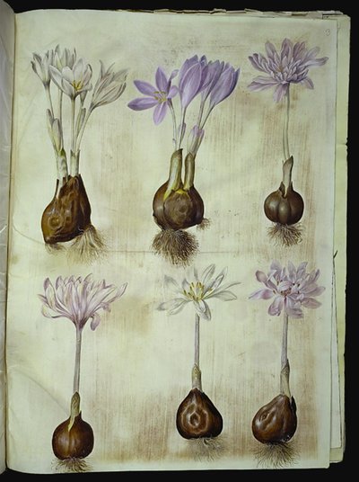 Colchicum autumnale (Høst-tidløs) autorstwa Hans Simon Holtzbecker