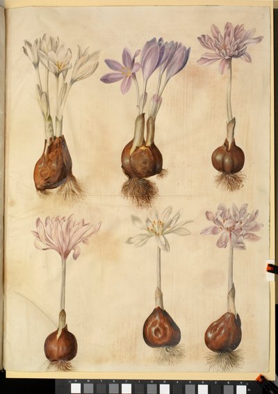 Colchicum autumnale autorstwa Hans Simon Holtzbecker