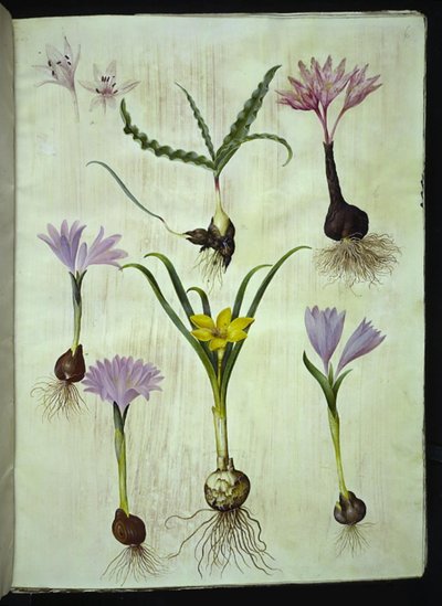 Colchicum pstrokaty (plettet tidløs); Bulbocodium vernum (vår-lysblomst); Sternbergia lutea (almindelig sternbergia) autorstwa Hans Simon Holtzbecker