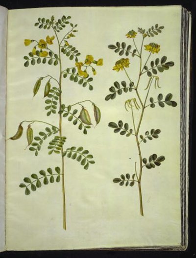 Colutea arborescens (pląsawica zwyczajna); Hippocrepis emerus (krzak-podkowa) autorstwa Hans Simon Holtzbecker