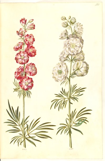 (zarodnik jeźdźca) autorstwa Hans Simon Holtzbecker