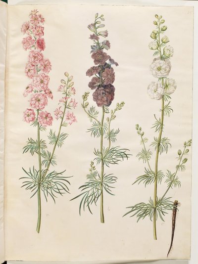 (zarodnik jeźdźca) autorstwa Hans Simon Holtzbecker