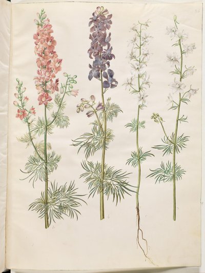 (zarodnik jeźdźca) autorstwa Hans Simon Holtzbecker