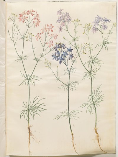 Consolida Regalis (Korn-Riedersfoor) autorstwa Hans Simon Holtzbecker