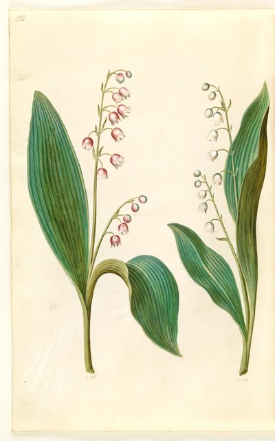 Convallaria majalis rosea (czerwona konwalia); Convallaria majalis (konwalia majowa) autorstwa Hans Simon Holtzbecker