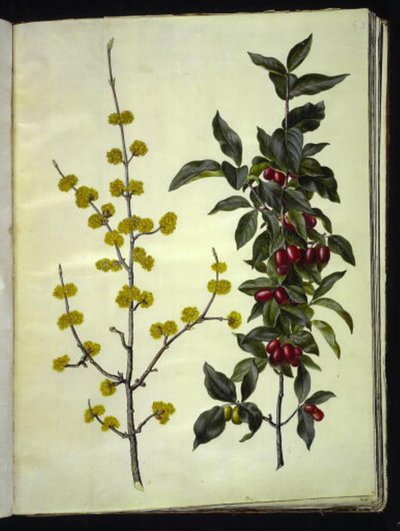 Cornus mas (dereń wiśniowy) autorstwa Hans Simon Holtzbecker