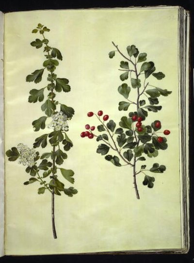 Crataegus laevigata (głóg pospolity) autorstwa Hans Simon Holtzbecker