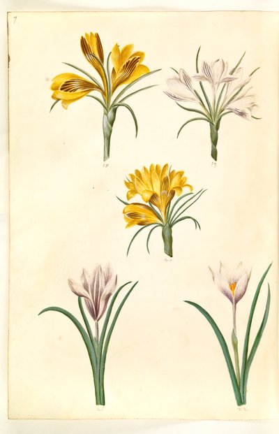 Krokus wąskolistny (krokus bałkański); Crocus versicolor (krokus alpejski); Krokus wiosenny (?) (vår-krokus) autorstwa Hans Simon Holtzbecker
