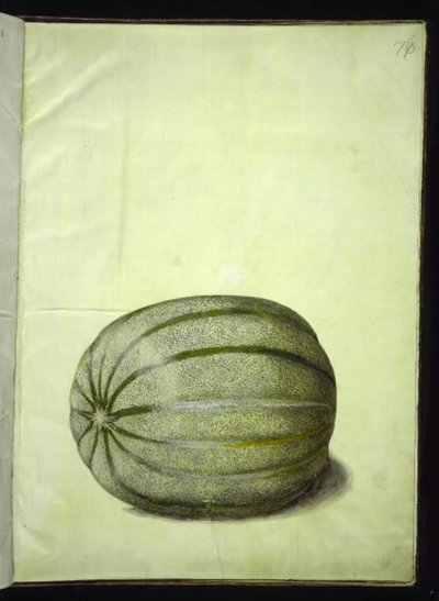 Cucumis melo (melon) autorstwa Hans Simon Holtzbecker