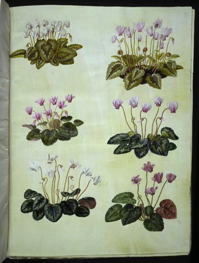 Cyclamen hederifolium (vedbendbladet alpeviol); Cyclamen purpurascens (ægte alpeviol)   1262939   pl       polish Successfully Translated  Original: River Landscape with High Cliffs Translat: River Landscape with High Cliffs 1231530 pl polish Successfully  autorstwa Hans Simon Holtzbecker