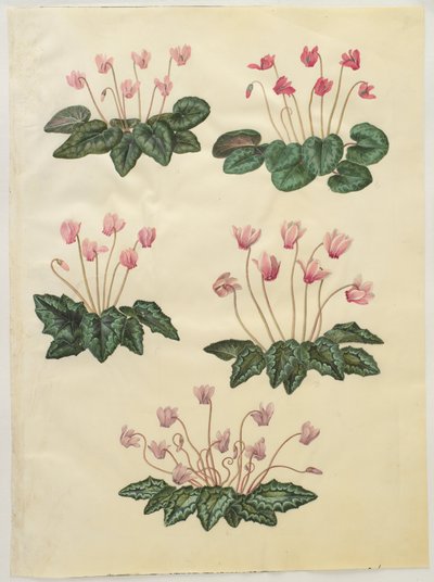 Cyclamen purpurascens; Cyclamen hederifolium autorstwa Hans Simon Holtzbecker