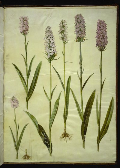 Dactylorhiza maculata (ziele kukułki cętkowanej) autorstwa Hans Simon Holtzbecker